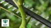 BOSCH 06008B3001 UniversalHedgePole 18 cu acumulator teleszkópos foarfecă de tuns gardul viu (acumulator și fără încărcător)